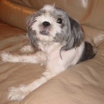My Fam Maya
