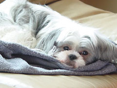 picture of dog